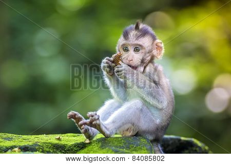 Little Baby-monkey