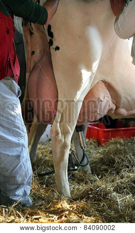 Breeders Of Cattle Feed In The Stable With The Cow During Milking