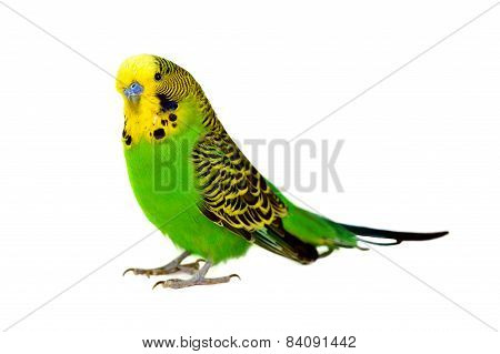 Portrait Of  Budgerigar