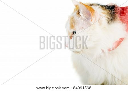 White Cat With Russet  Stainswhite Cat With Russet  Stains