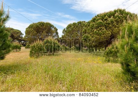 Italian stone pine