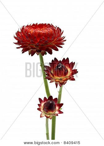 Helichrysum kwiat