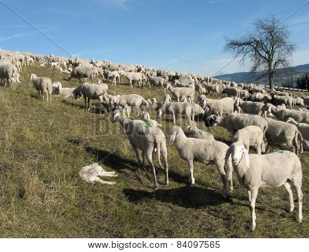 Flock With Many Sheep Grazing In The Mountain
