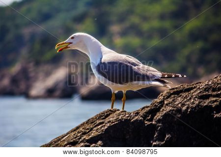 Seagull