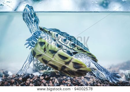 Red eared slider