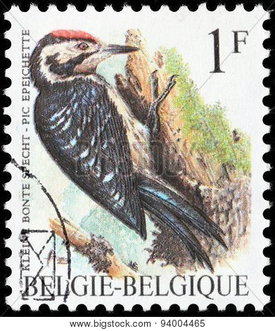 Lesser Spotted Woodpecker