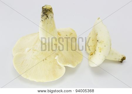Lactarius Piperatus Mushrooms