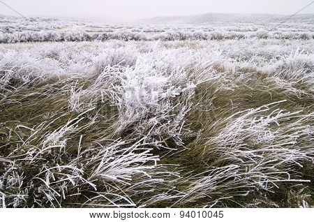 Frosty landscape in Mediana de Aragon, Saragossa, Aragon, Spain.