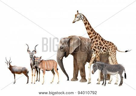 Giraffe, Elephant, Zebra, Blesbok antelopes  and Kudu isolated on white 