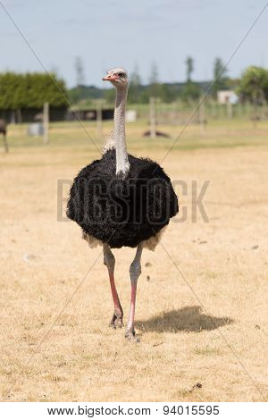 Ostrich on the march