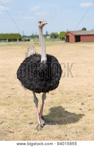 Ostrich Full Frame