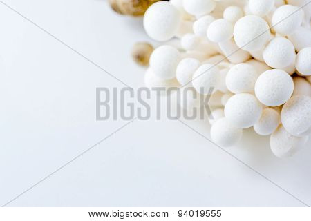 Bunch Of White Bunapi Beech Mushrooms Or Shimeji Mushrooms
