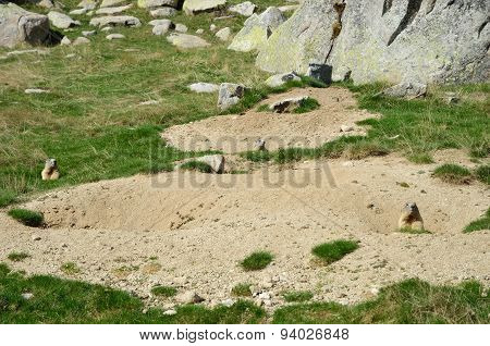 Three Alpine Marmots Are In The Holes On The Mountain In The Upper Part Of The Vall-de-madriu-perafi