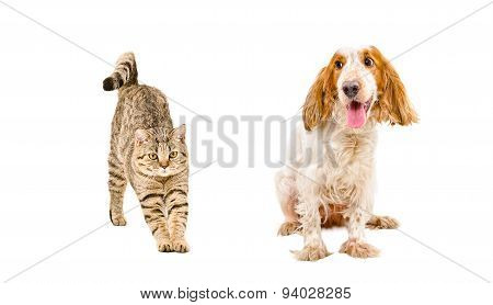 Funny dog  looking like a cat stretches