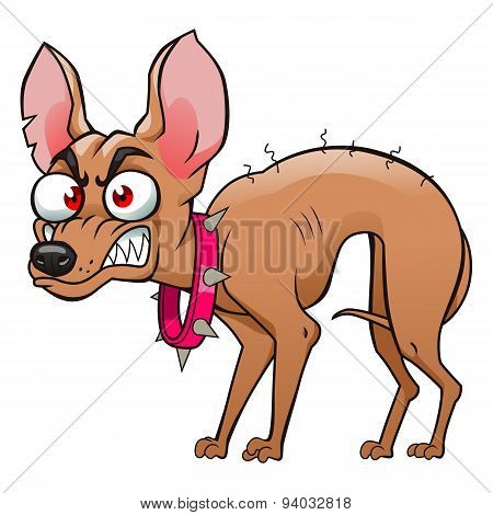 Glamour Chihuahua