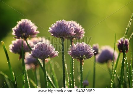 Garlic blooming