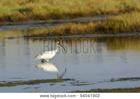 Black-headed Ibis Immature In Pottuvil, Sri Lanka