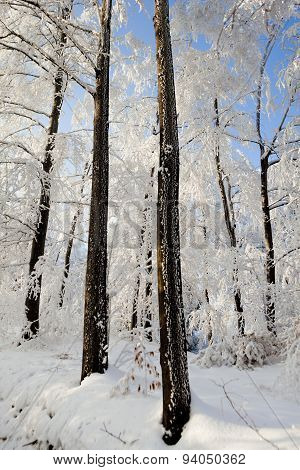 Hard rime forest