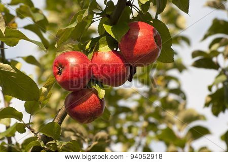 Apple Tree