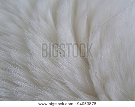 White Fur