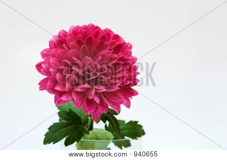 보라색 Chrysantheum