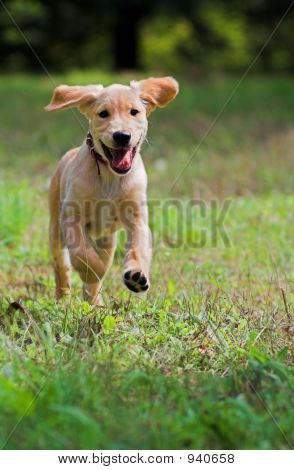 Golden Retriver