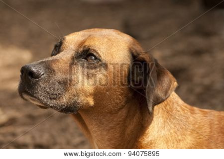 Beautiful brown dog portrait