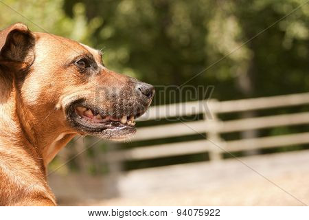 Rhodesian Ridgeback Dogs Portrait With Green Background