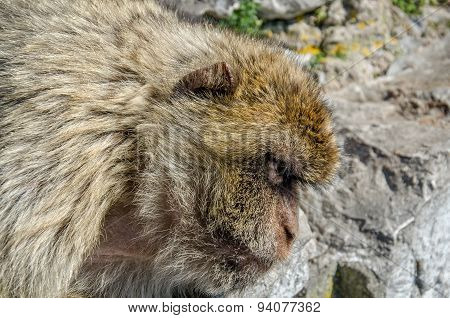 Head Of Barbary Macaque