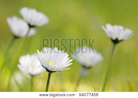 Group Of Daisys With Green De-focused Background