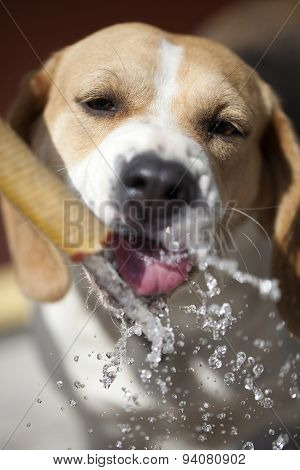 Cute Dog Drinking Water