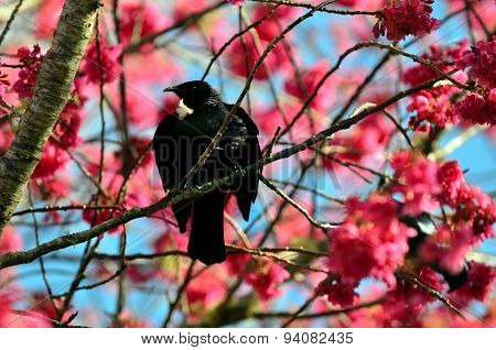 Tui Bird Of New Zealand