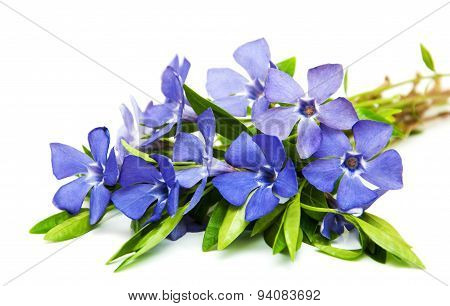 Perwinkle