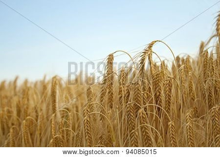 cornfield close up