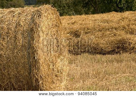 Straw Bale On Cornfield In Summer Harvest