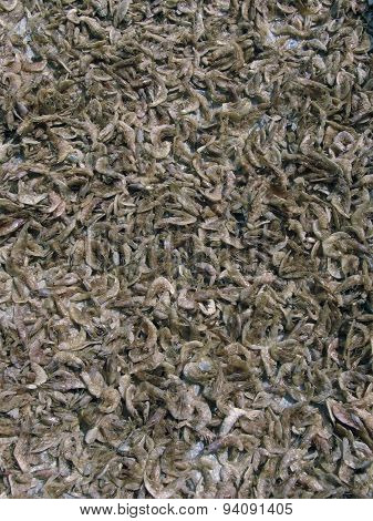 Small fishes are spread for drying