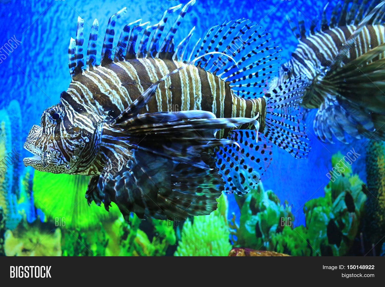 Lion Fish Aquarium Image & Photo (Free Trial) Bigstock