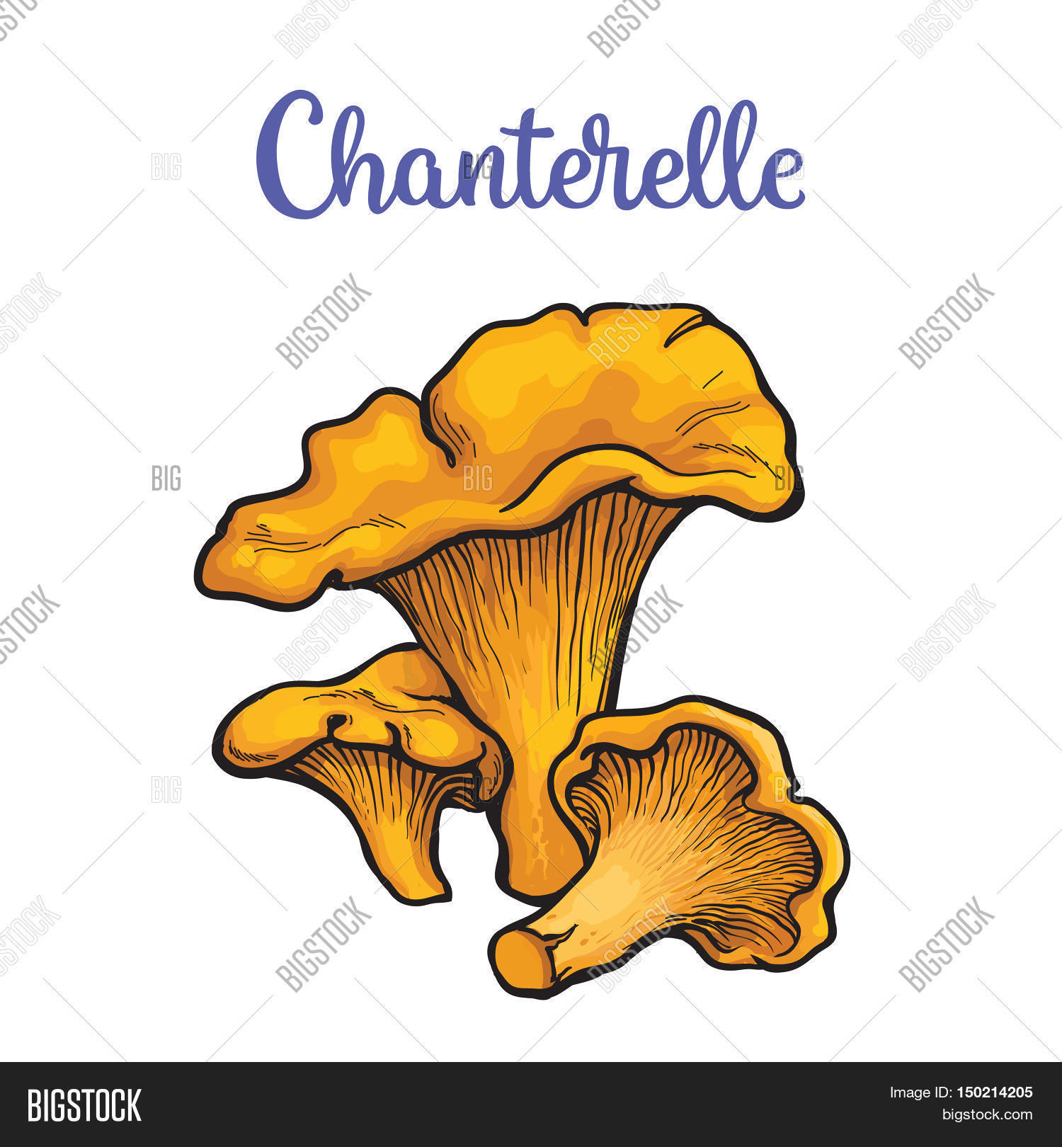 Set Chanterelle Edible Image & Photo (Free Trial) Bigstock