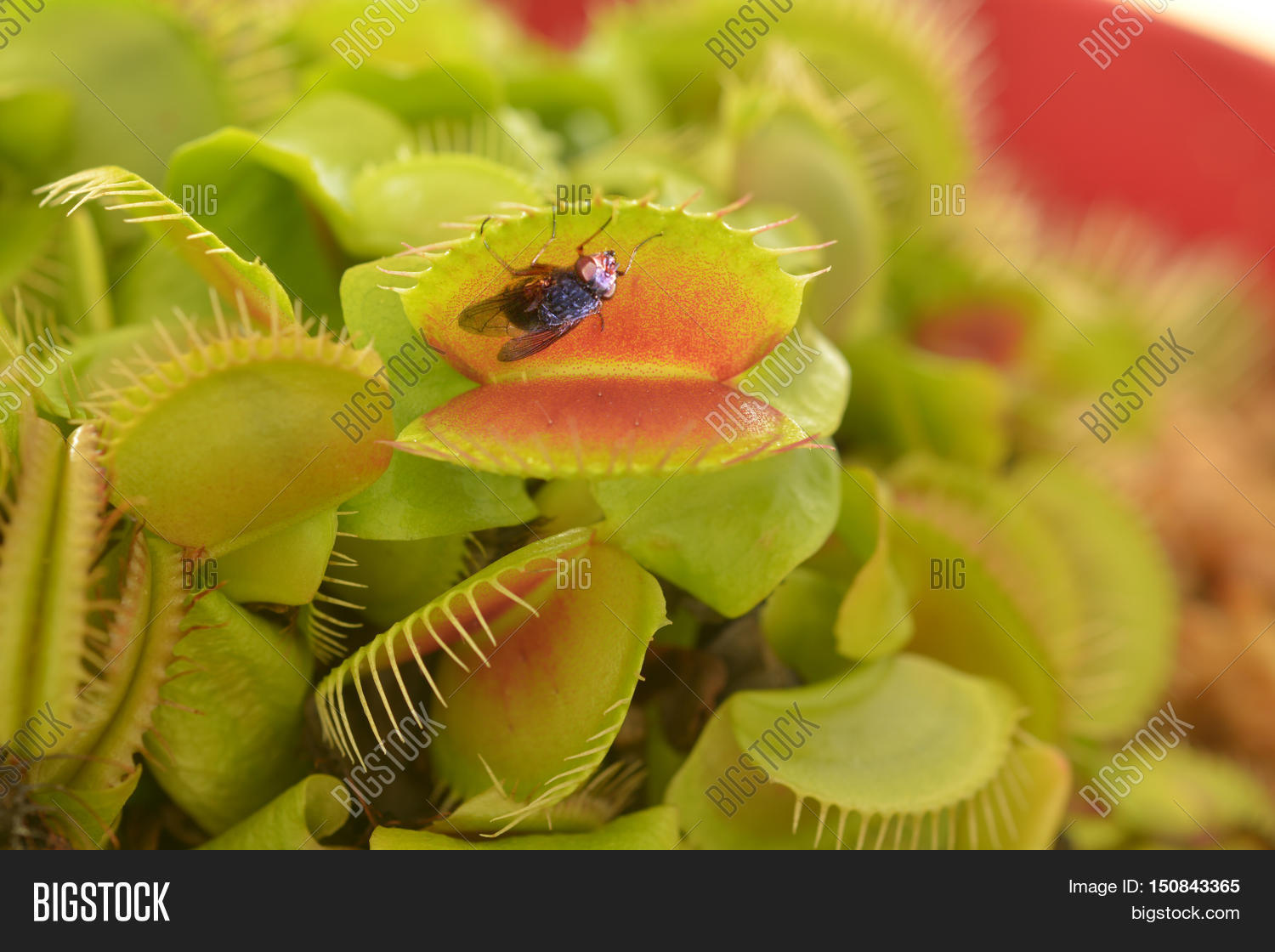 Venus Flytrap Eats Fly Image & Photo (Free Trial) Bigstock
