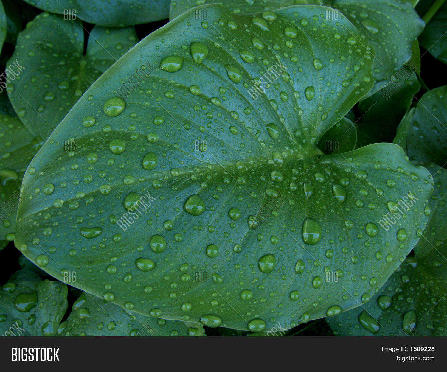Arum Lily Leaf After Image & Photo (Free Trial) Bigstock