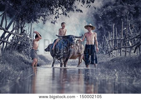 Children riding water buffalo on his father laughed happily.
