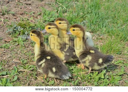 A close up of the very small ducklings.