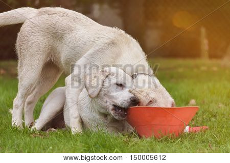 two cute labrador retriever dog puppies cuddle and play together in the dog school