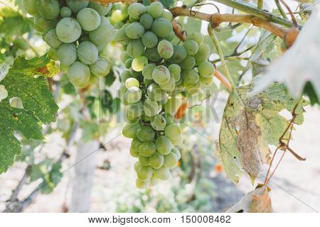 Vine Plantation. Wine Grapes On The Vine Under The Sun