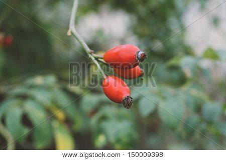 Wild Rose Hips, Rose Hips Healing In The Woods