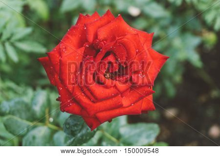 Red Rose With Water Drops On Petals