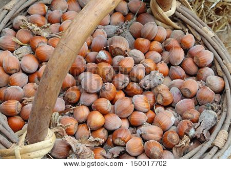 Many Brown Nuts In The Old Basket