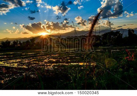 sun sunset sky blue flower green light cornfield