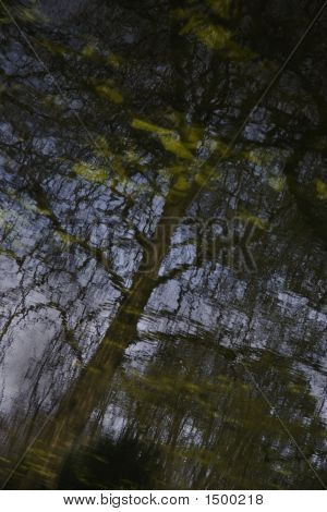 Tree Reflection