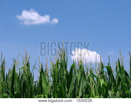 Cornfield Closeup